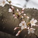 Cherry Blossoms by selkie