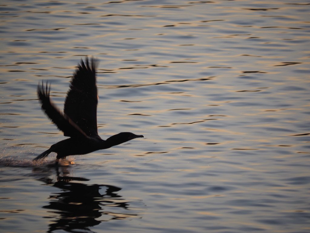 Cormorant Take Off by selkie