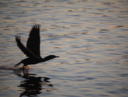 7th May 2015 - Cormorant Take Off