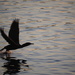 Cormorant Take Off by selkie