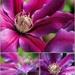 Clematis Collage by genealogygenie