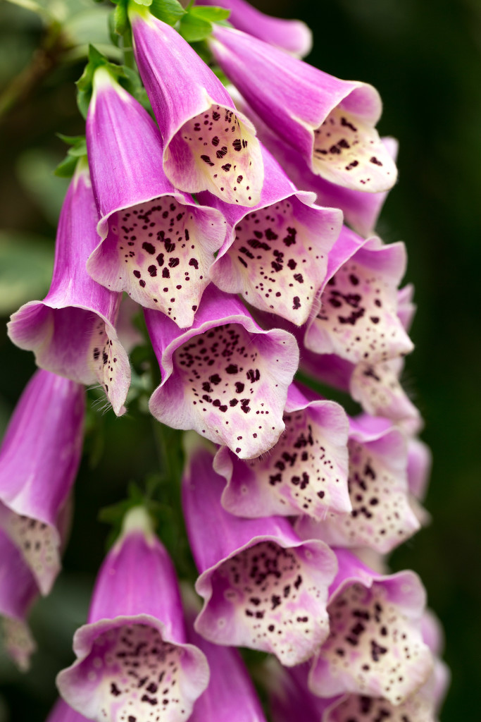 Foxgloves by lindasees