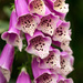 Foxgloves by lindasees