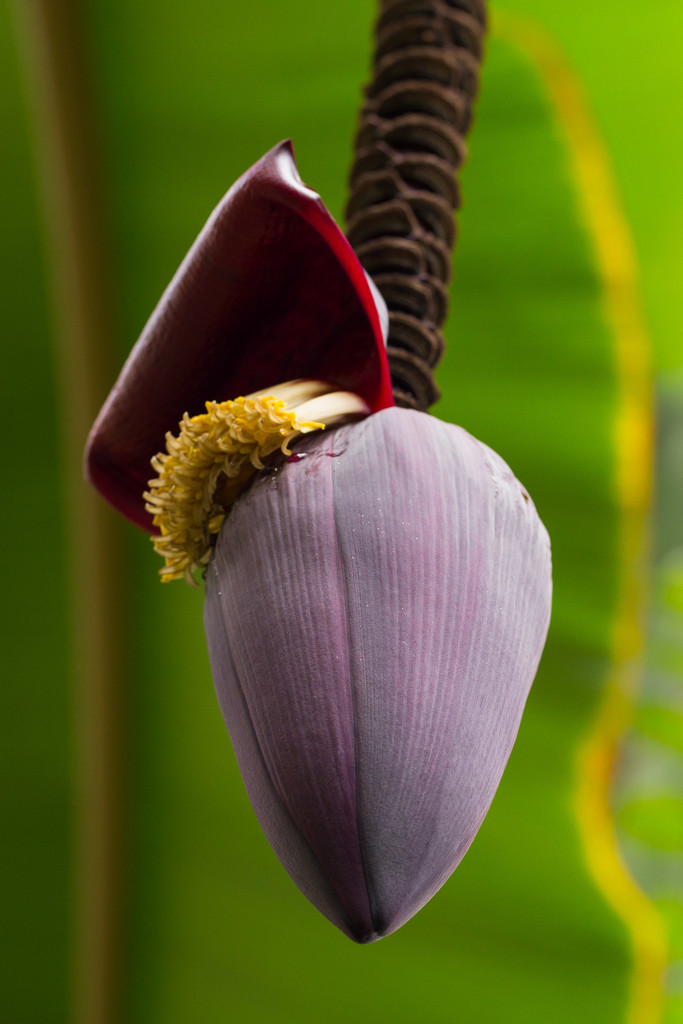 Banana flower spike by lindasees