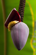 2nd May 2015 - Banana flower spike