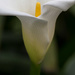 Calla lily by lindasees