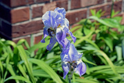 7th May 2015 - Light-Purple Iris
