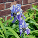 Light-Purple Iris by dsp2