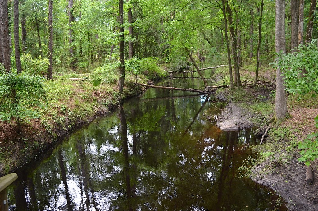 Sawmill Creek, Walterboro Wildlife Sanctuary, Walterboro, SC by congaree