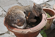 31st Mar 2015 - Pussy cat plant