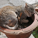 Pussy cat plant by ianjb21