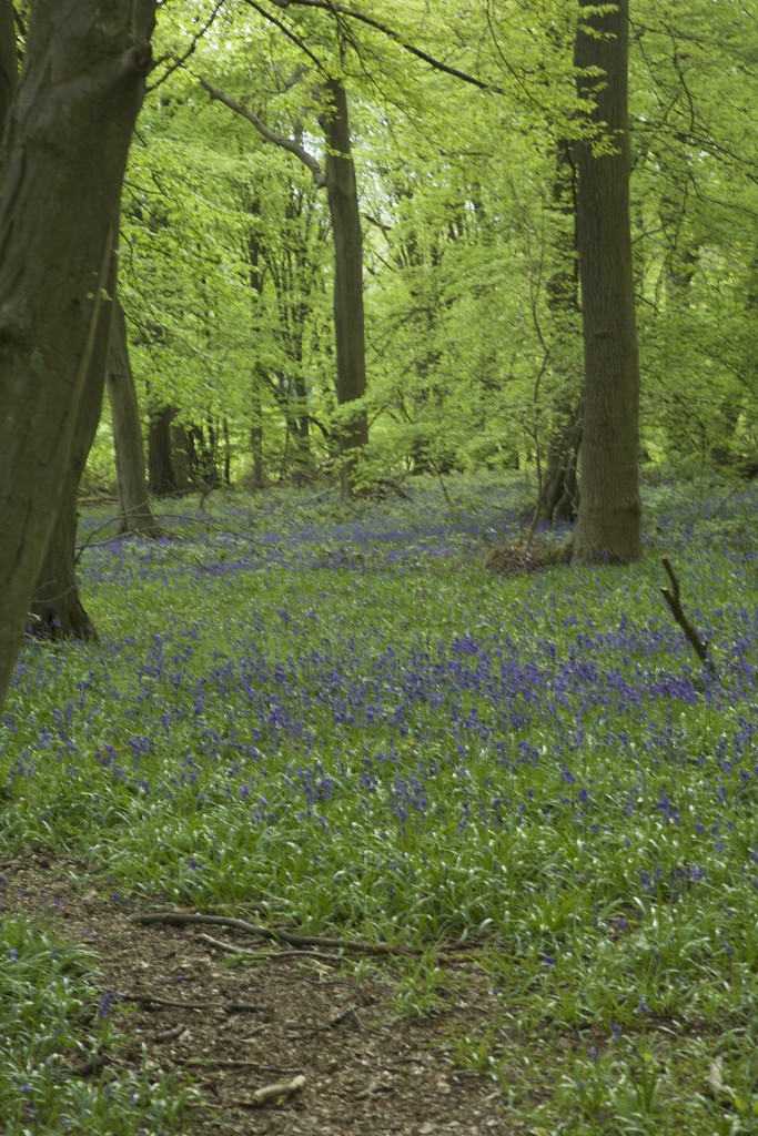 Bluebell Path, Gobions Wood, Herts by padlock