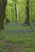 1st May 2015 - Bluebell Path, Gobions Wood, Herts