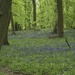 Bluebell Path, Gobions Wood, Herts by padlock