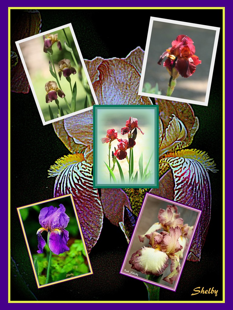 Iris, State flower of Tennessee by vernabeth
