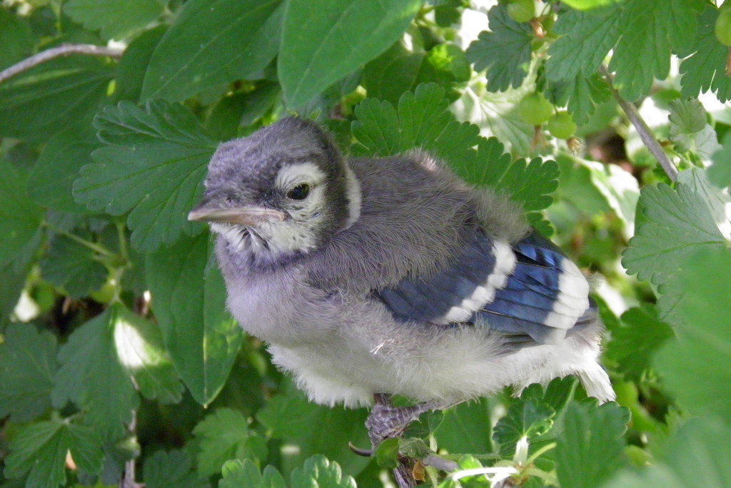 Bird 4: The Fledgling by daisymiller