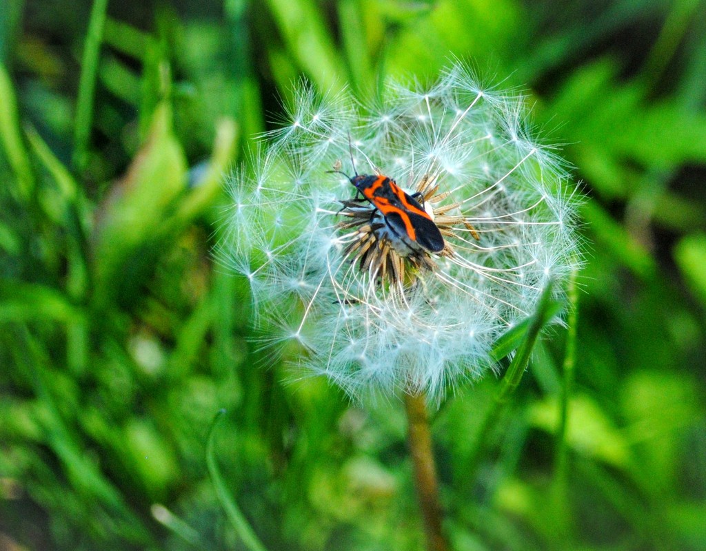 Anyone Else Bugged by Dandelions? by alophoto