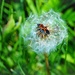 Anyone Else Bugged by Dandelions? by alophoto