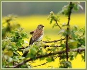 8th May 2015 - Linnet