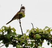 8th May 2015 - Whitethroat