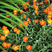Orange Flowers In Mary's Garden by yogiw
