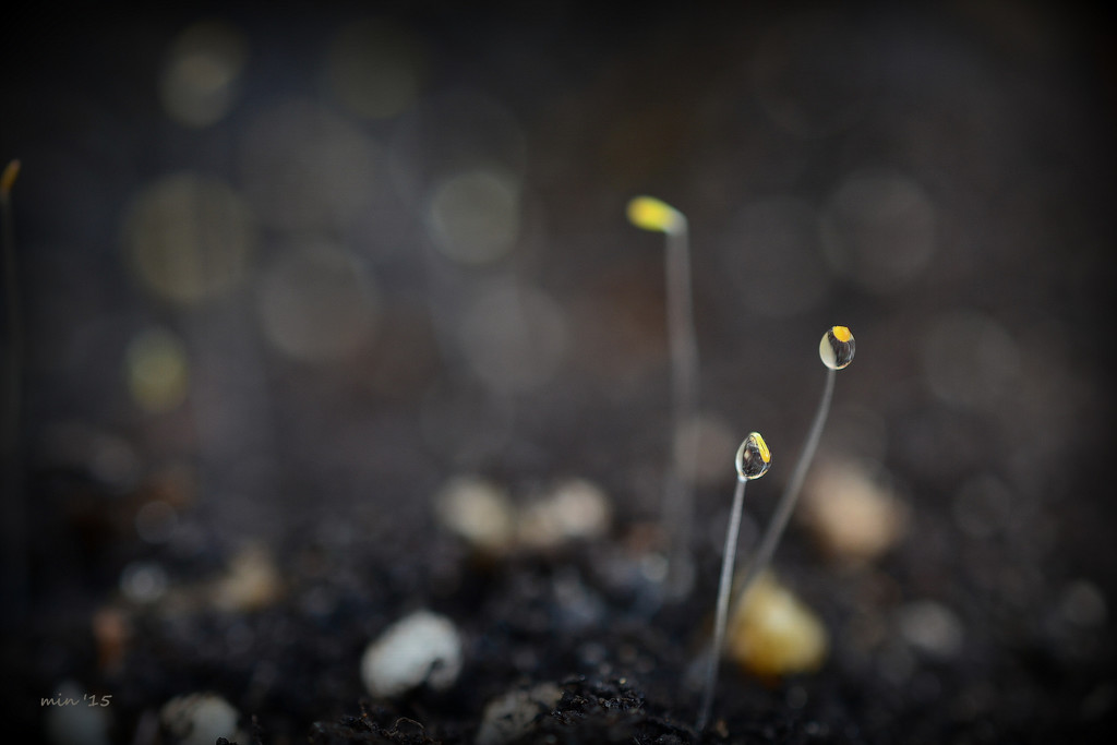 Dew on Seedlings by mhei