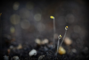 8th May 2015 - Dew on Seedlings