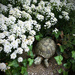 Our Yard Turtle by yogiw