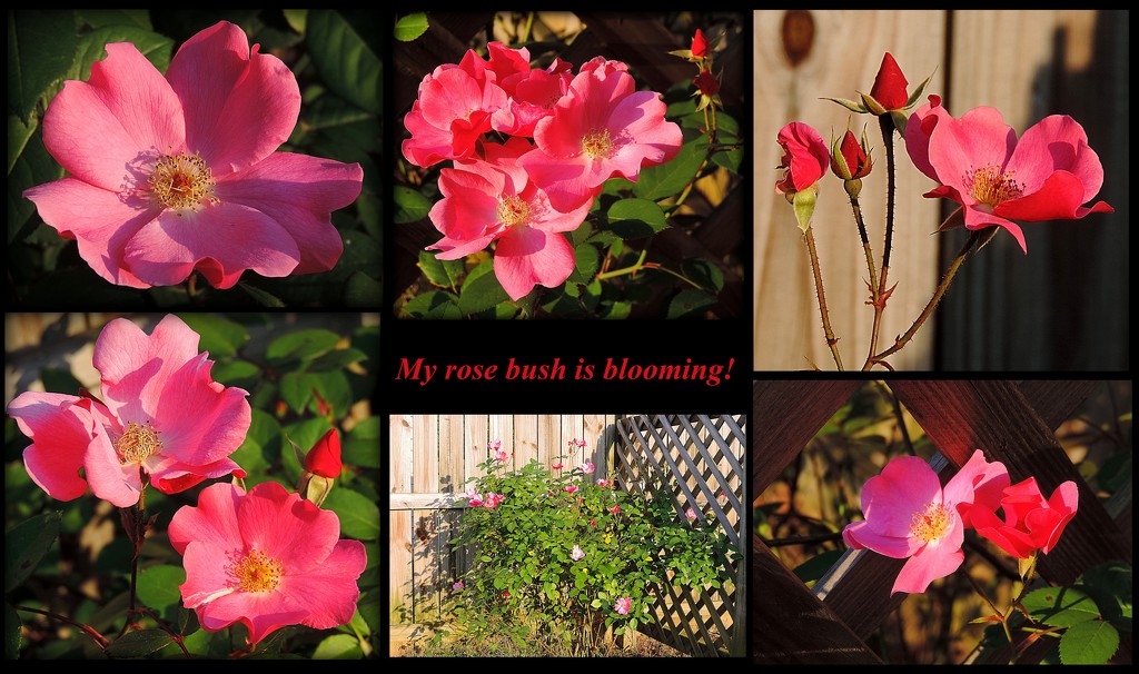 My Rose Bush is Blooming! by homeschoolmom