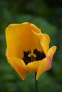 8th May 2015 - Friday is tulip day
