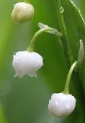 8th May 2015 - Lily of The Valley