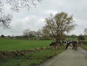 7th May 2015 - Following the herd