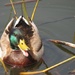 Duck..... by grammyn