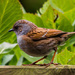 8th May 2015 - My little dunnock by pamknowler