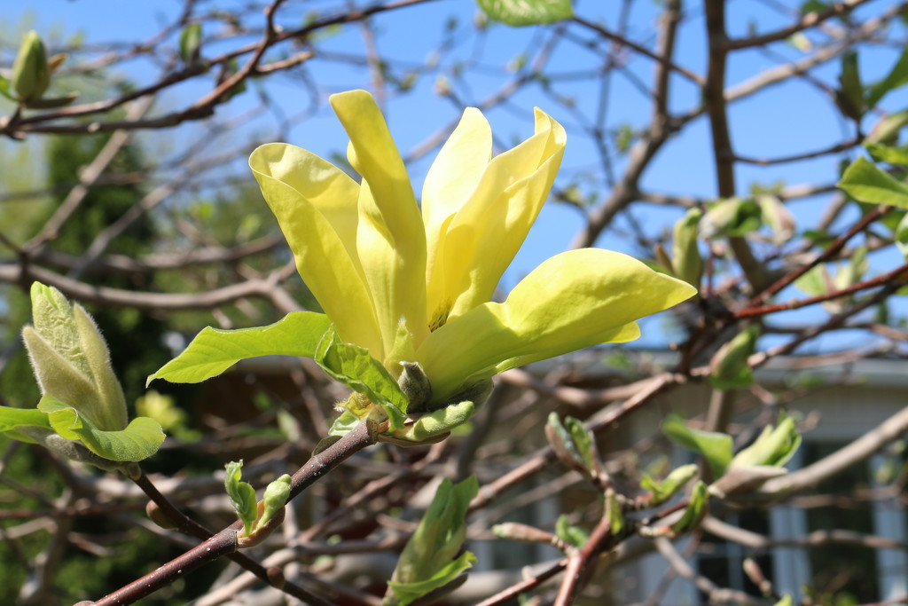 Yellow Magnolia by hellie