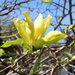 Yellow Magnolia by hellie