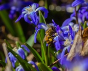 8th May 2015 - Honey bee