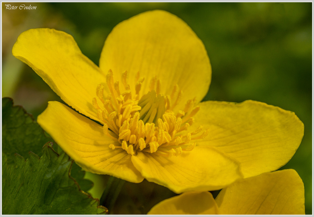 Wild Marsh Marigold by pcoulson