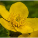 Wild Marsh Marigold by pcoulson