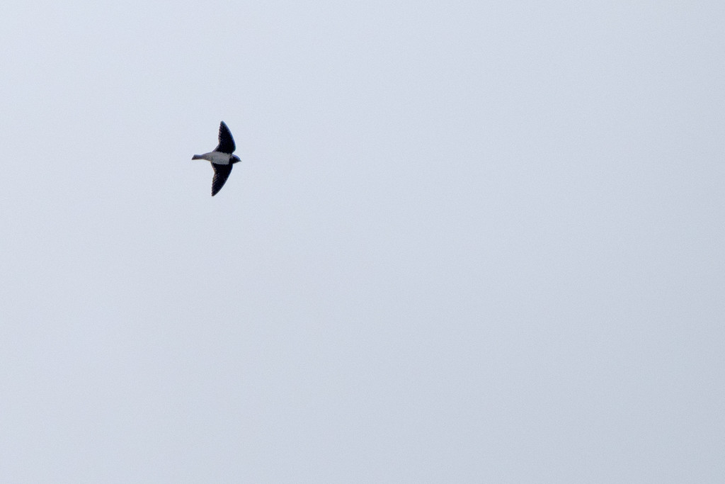 Swallow in Flight  by rminer