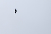 8th May 2015 - Swallow in Flight 