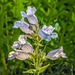 Little Purple Blooms by lynne5477