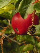 8th May 2015 - Apple and redwood cone