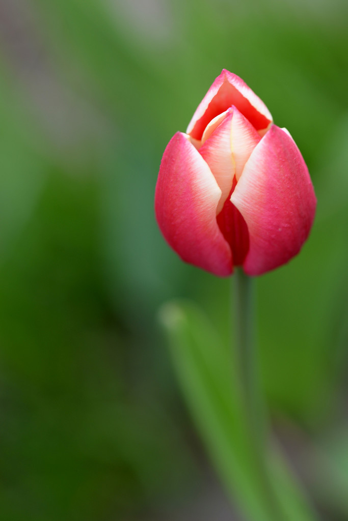 The Tulip! by fayefaye