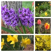 9th May 2015 - Spring Comes to Swampscott