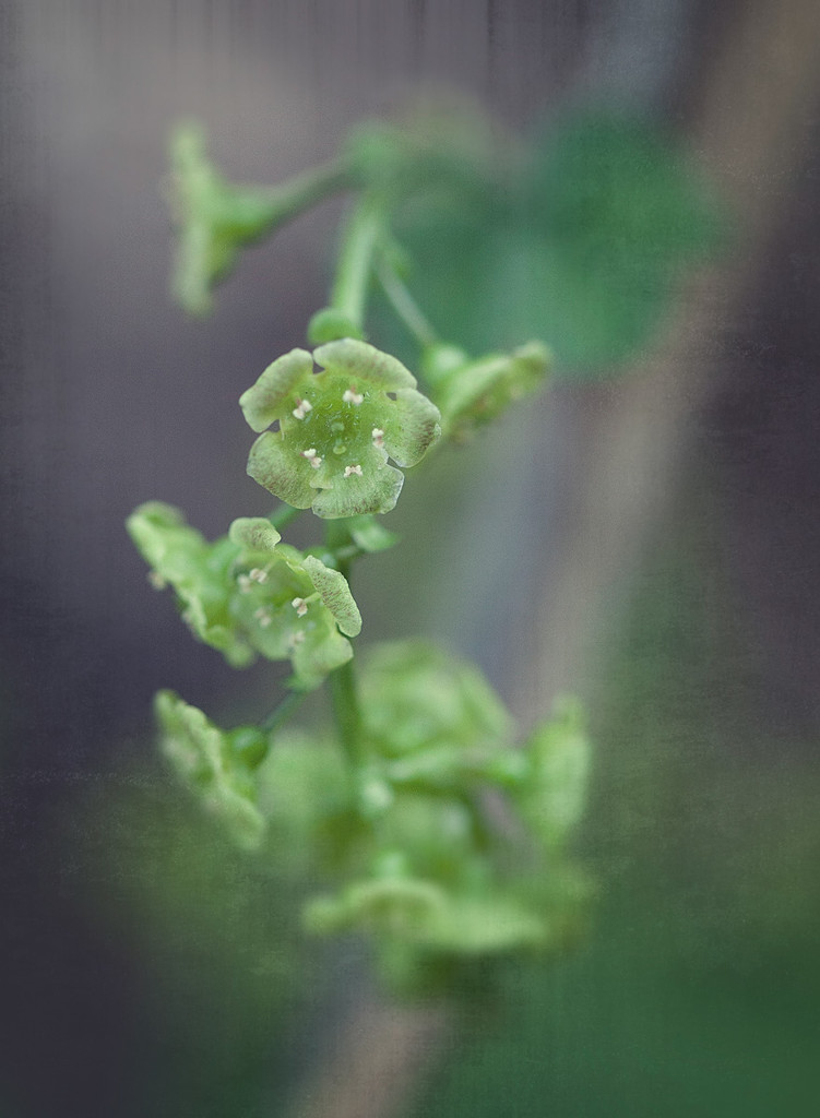 Hops Flower by gardencat