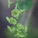 Hops Flower by gardencat