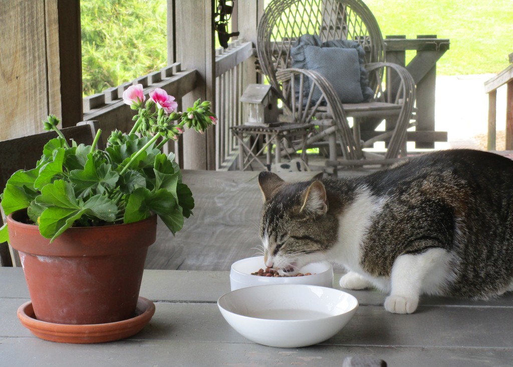 Lunch on the Porch by tunia