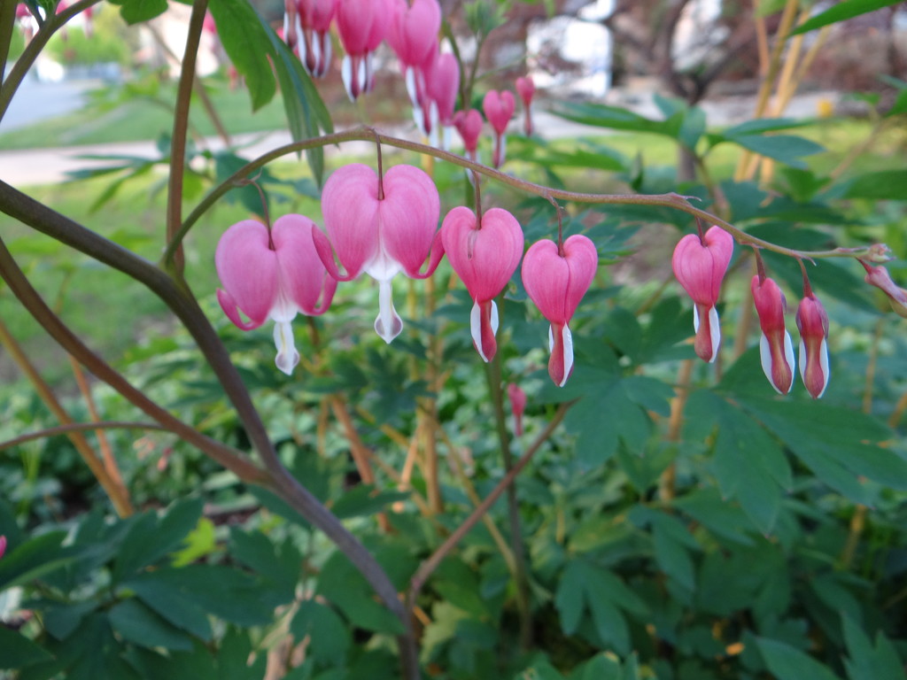 Britches...Bleeding Hearts by brillomick