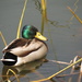 Duck..... by grammyn
